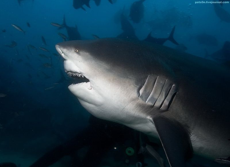 underwater animals photography