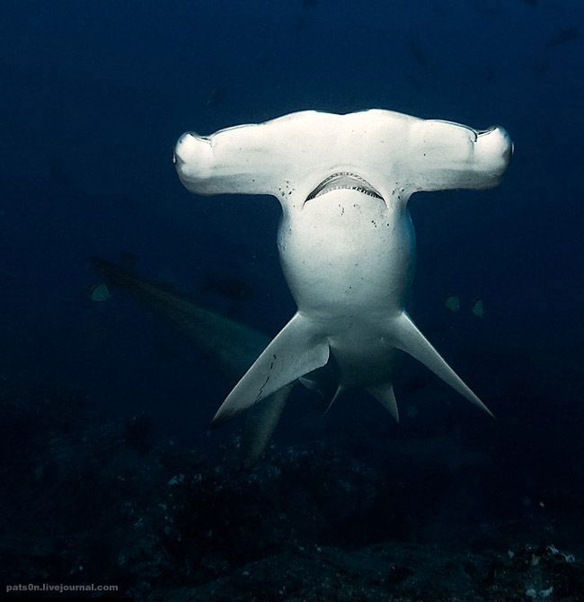 underwater animals photography