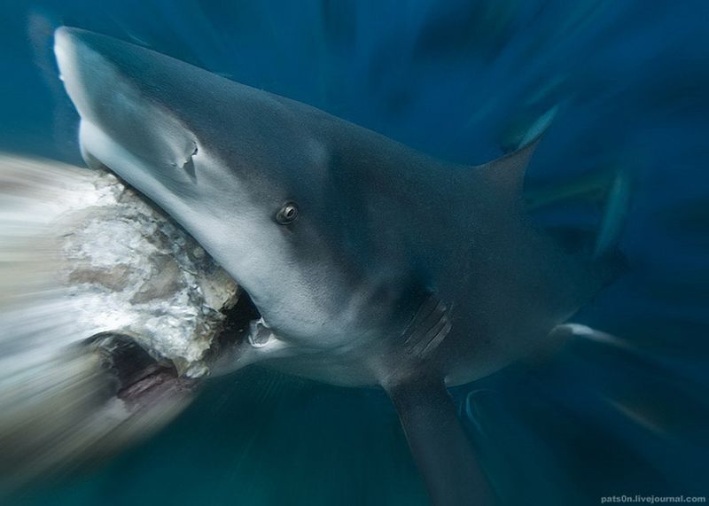 underwater animals photography