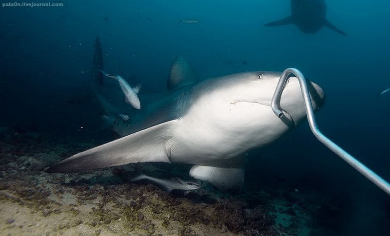 underwater animals photography