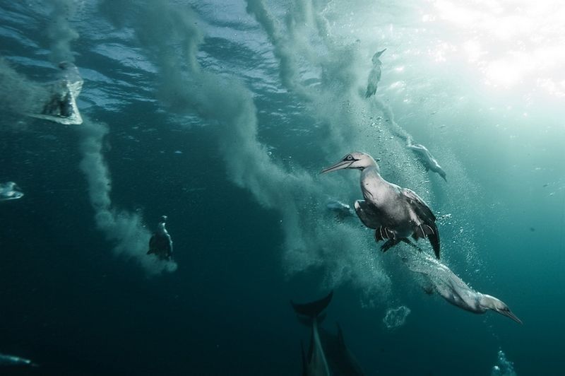 underwater animals photography