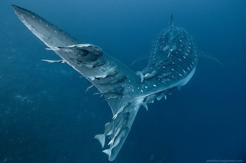 underwater animals photography