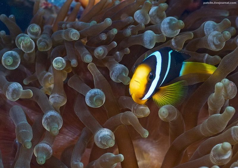 underwater animals photography