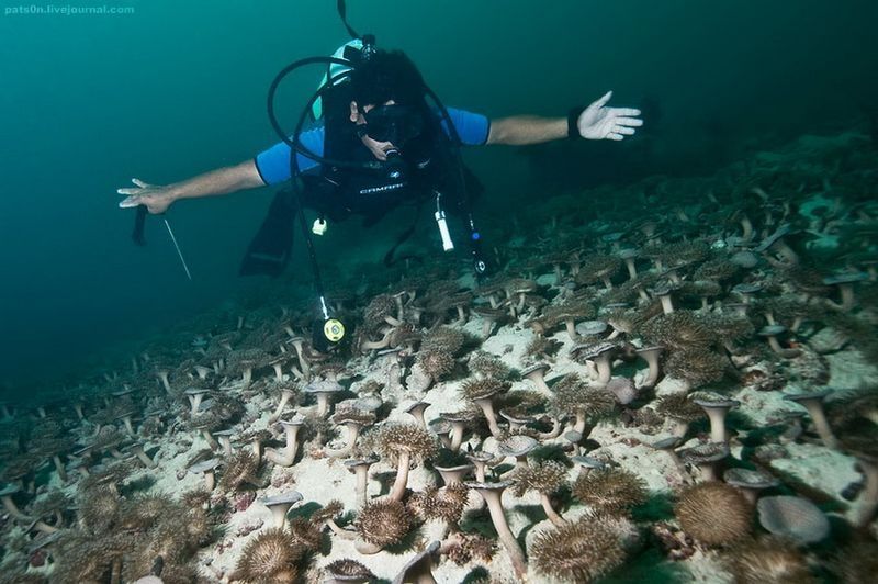 underwater animals photography