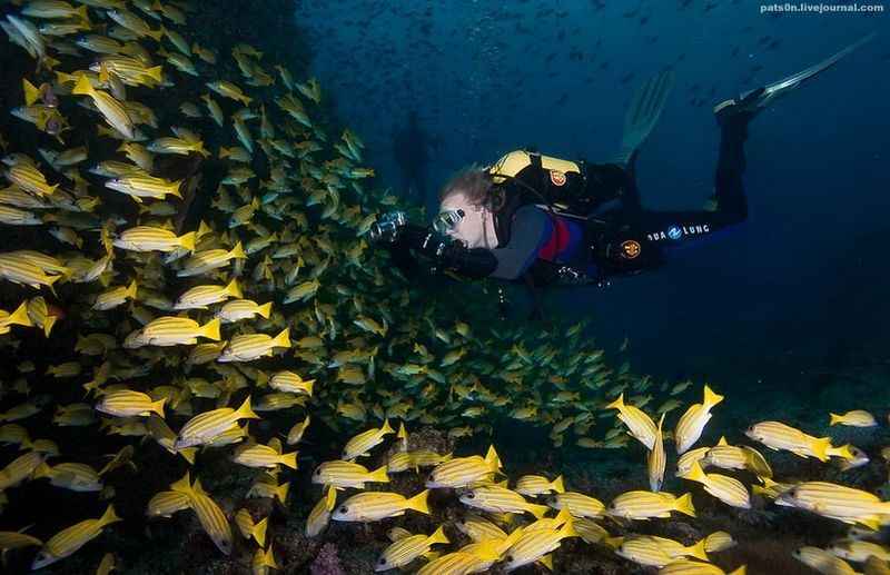 underwater animals photography