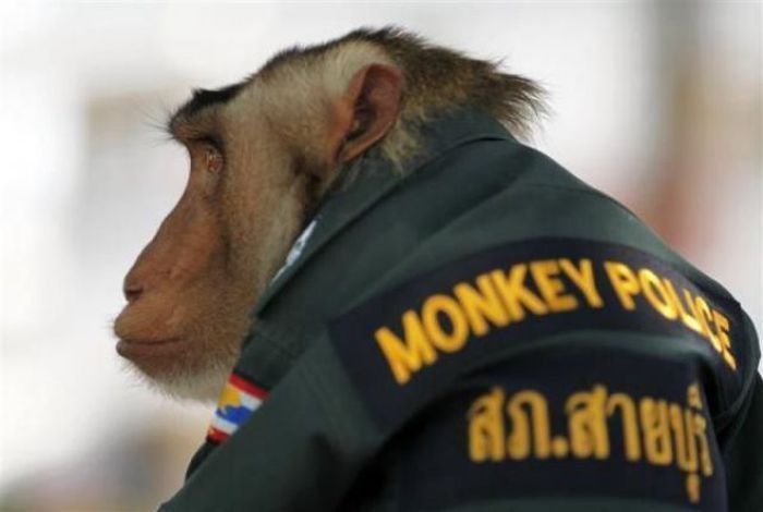 Monkey police, Thailand