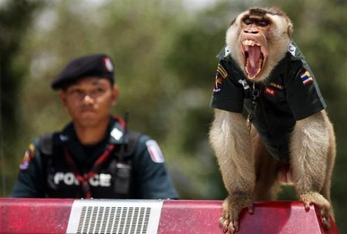 Monkey police, Thailand