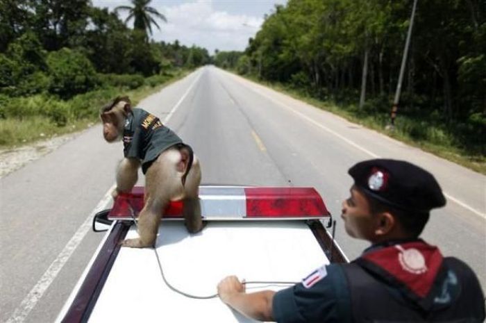 Monkey police, Thailand