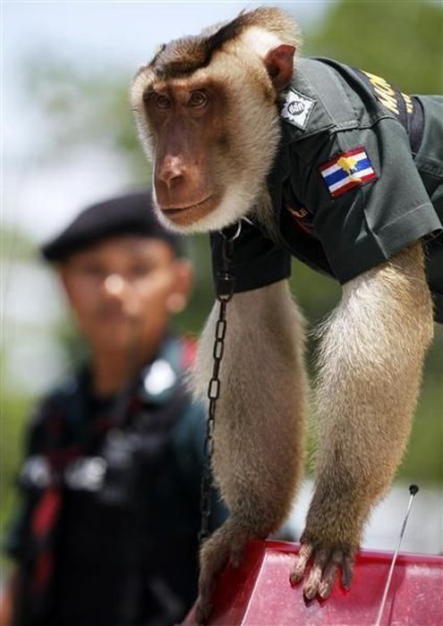 Monkey police, Thailand