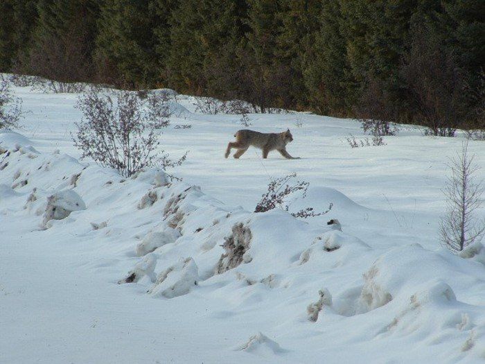 hungry lynx