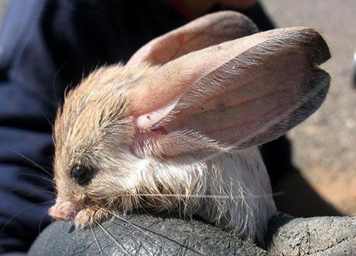 cute baby pet animal