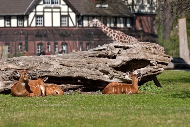 life of animals in zoo