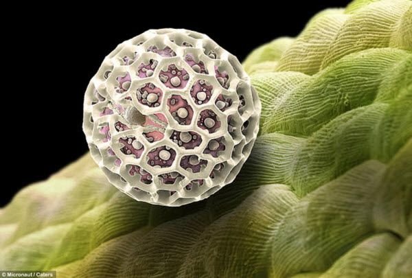 pollen allergies under microscope