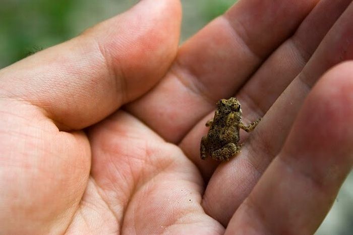 cute baby pet animal