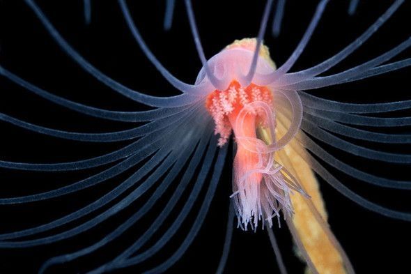 underwater creature