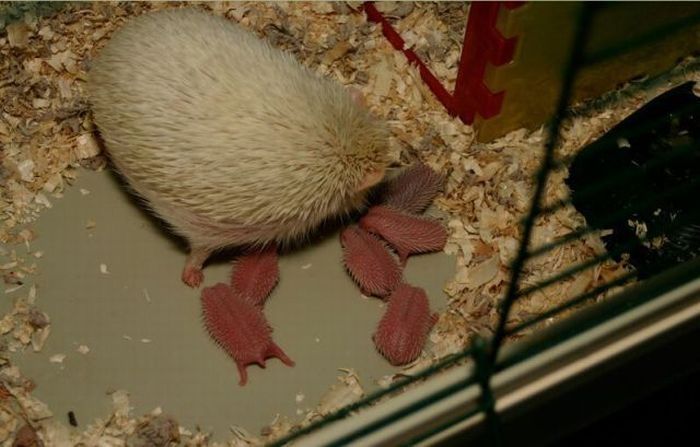 birth of hedgehogs