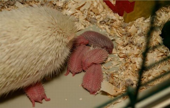 birth of hedgehogs