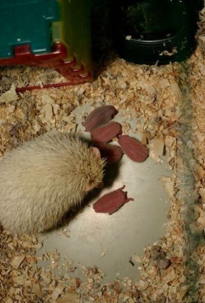 birth of hedgehogs