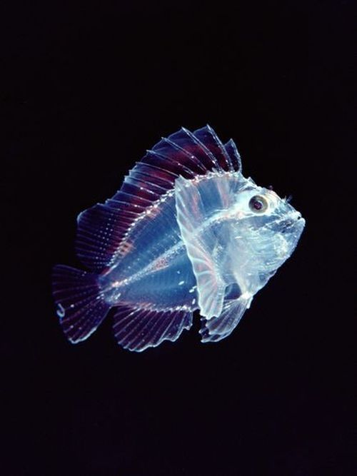 translucent deep sea creature