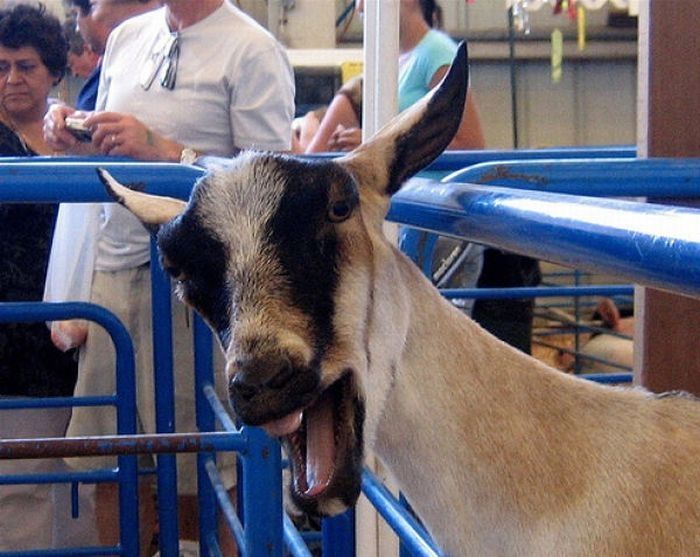 funny goat