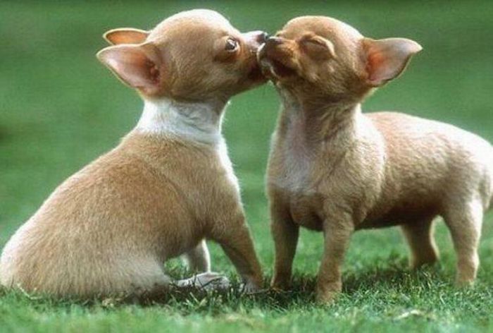 kissing animals