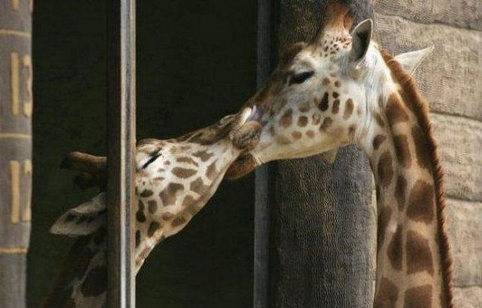 kissing animals