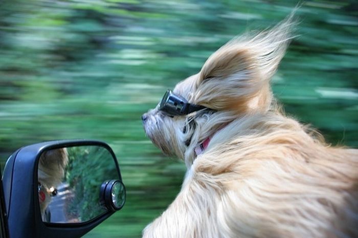 dogs love cars and wind