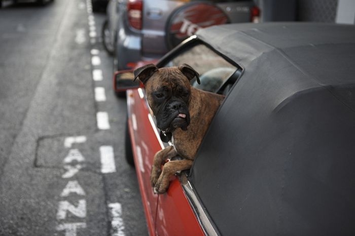 dogs love cars and wind