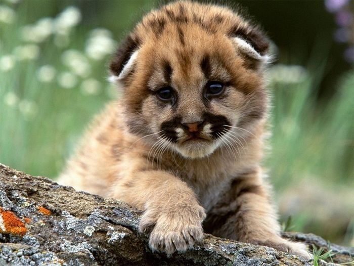 cute baby pet animal