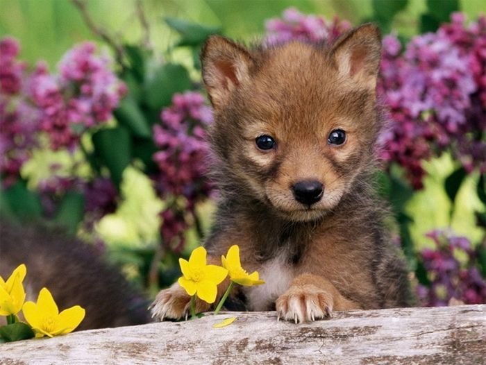 cute baby pet animal