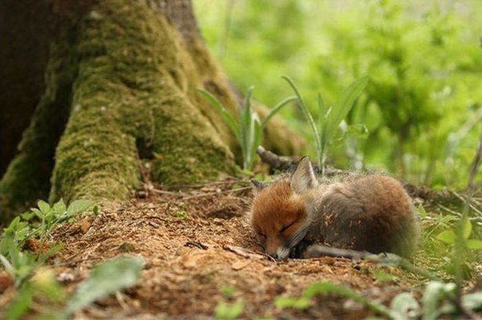 cute baby pet animal