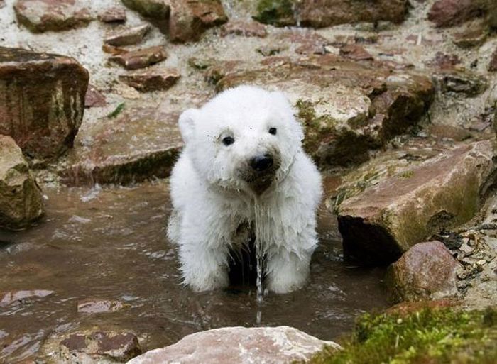 cute baby pet animal