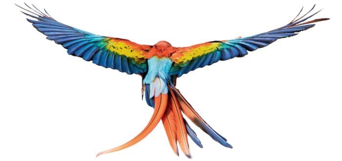 stunning high-speed photos of birds