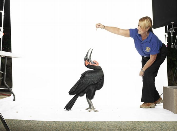 stunning high-speed photos of birds