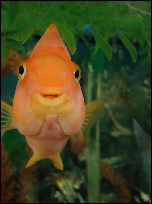 funny fish face