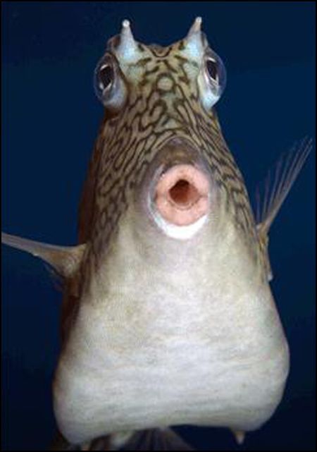 funny fish face