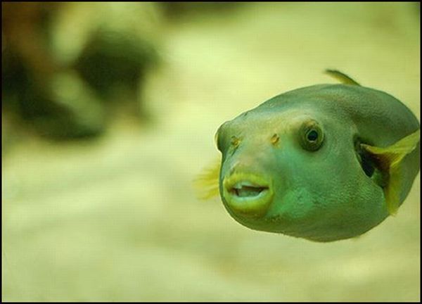 funny fish face