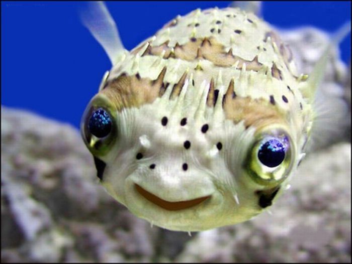 funny fish face