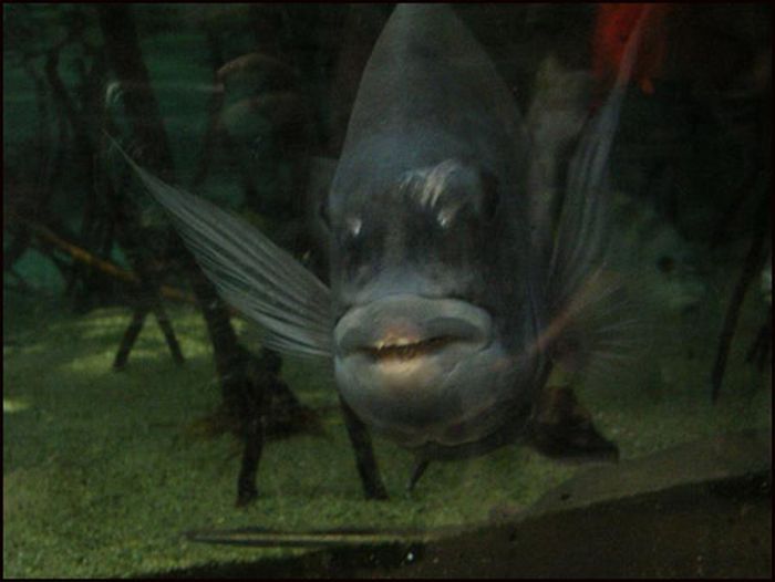 funny fish face