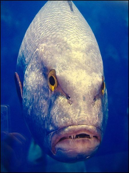 funny fish face