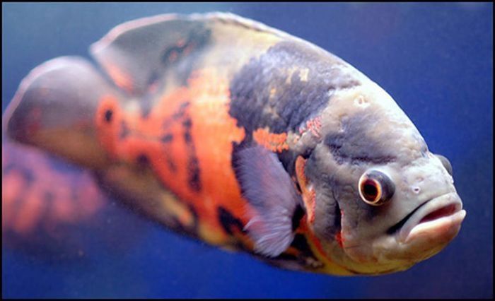 funny fish face