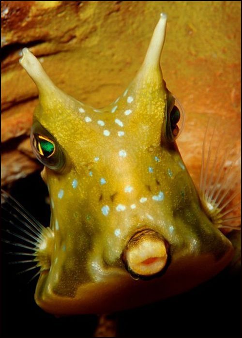 funny fish face