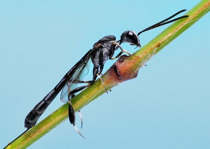 insect macro photography