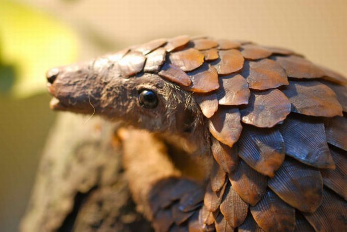 pangolin