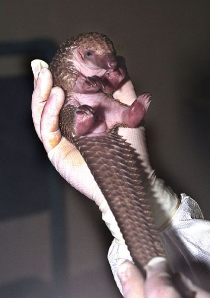 pangolin