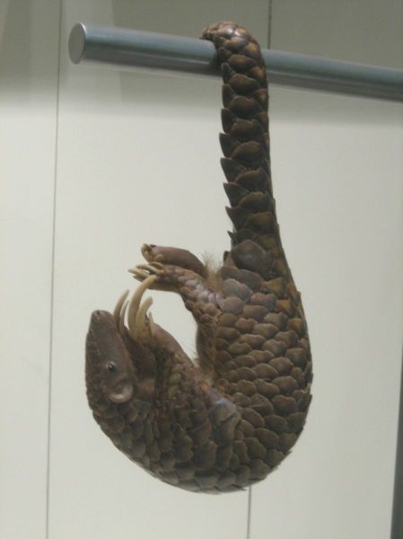 pangolin