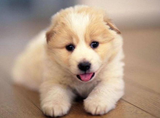 cute puppy dog