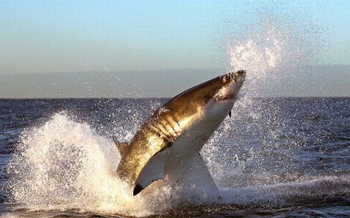 great white shark hunting