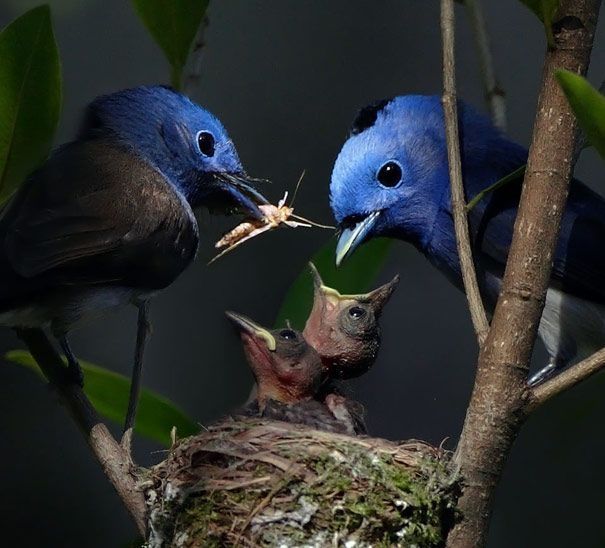 bird photography