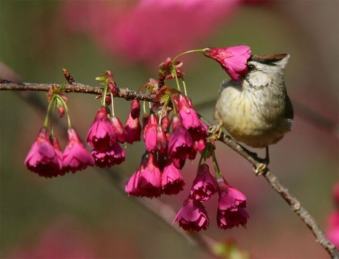 bird photography